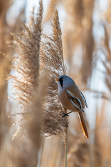 Little rare bird named bearded reedling (Panurus biarmicus)