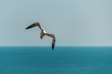 Northern Gannet (Morus bassanus) flying high in the sky above the sea