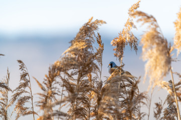 Little rare bird named bearded reedling (Panurus biarmicus)