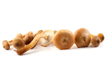 Honey fungus mushrooms