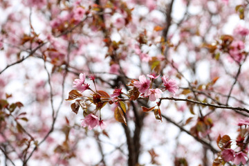 Sakura. Apricot blossom.