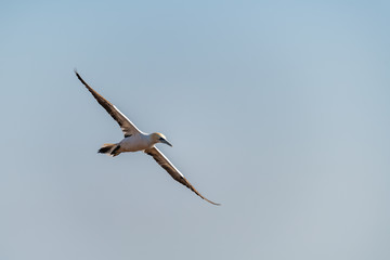 Northern Gannet (Morus bassanus) flying high in the sky above the sea
