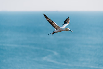 Northern Gannet (Morus bassanus) flying high in the sky above the sea