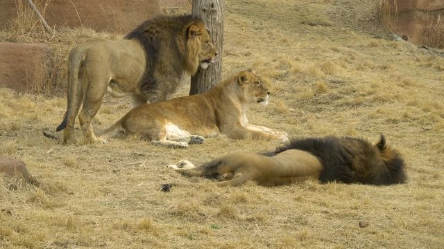 Two male lions and lioness relaxing on yellow grass in Savana  p2
