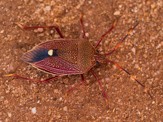 A large insect commonly known as a Shield Bug of the Poecilometis species.)