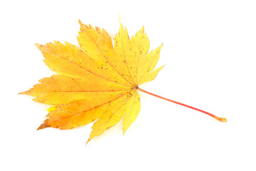 Autumn maple leaf