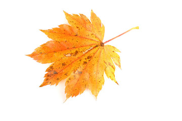 Autumn maple leaf