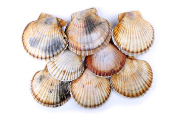 Scallops
