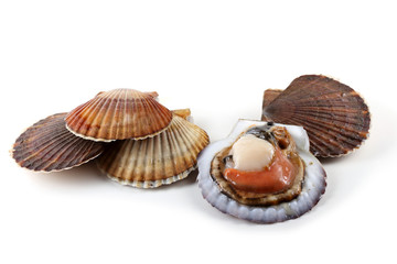 Scallops and opened scallop