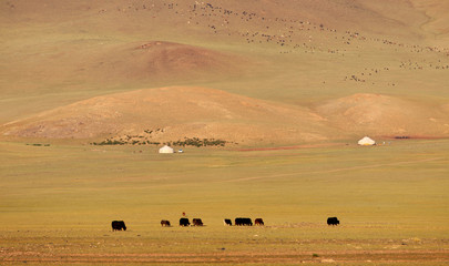 Mountains of Western Mongolia, nomad life, cattle graze, ger