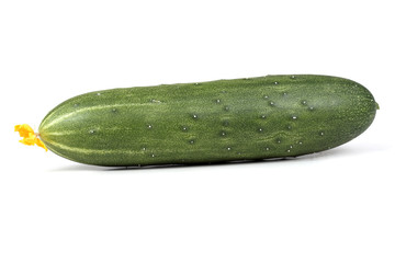 Cucumber