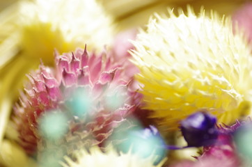 花　ピンク　白