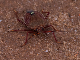 A large insect commonly known as a Shield Bug of the Poecilometis species.)