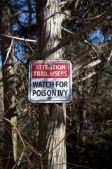 attention poison ivy