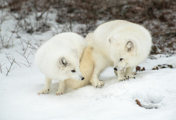 Arctic Fox in winter snow