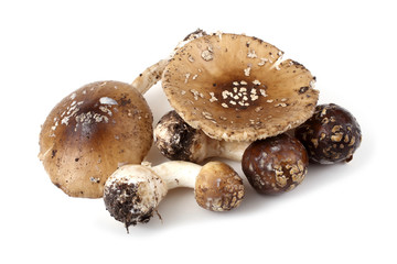 Amanita pantherina. Poison mushroom.