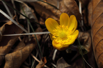 Adonis amurensis, Far Eastern snowdrop