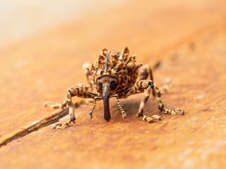 A large insect known as a True Weevil and also called a Snout Beetle. 