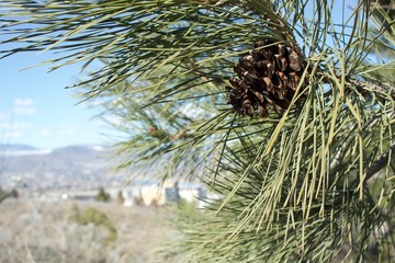 pine cone in the sun