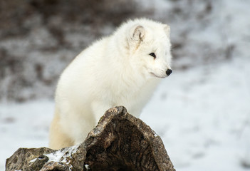 Arctic Fox in winter snow