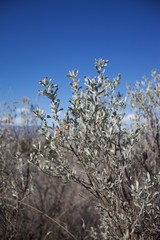 Sage brush and blue sky