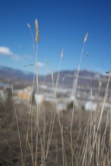 Obraz premium grasslands and blue sky