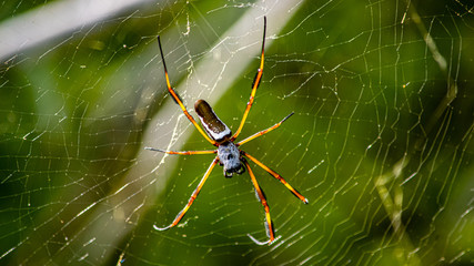 Spider in Chaguaramas, Trinidad