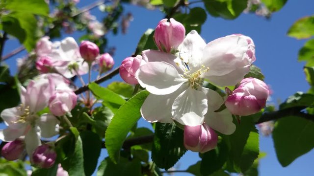 Spring flowers of apple tree on a background of blue sky. Flowers in the wind. Spring and nature