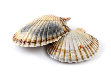 Two scallops