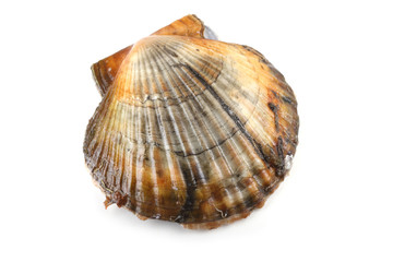 Scallop