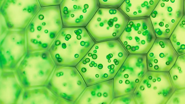 Generic green plant cells under a microscope. Seamless looping animation.