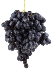 Black growing grape