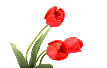 Tulips bouquet isolated on white