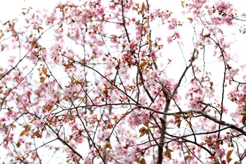 Sakura. Apricot blossom.