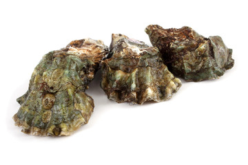Oysters