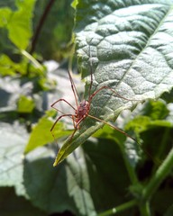 a long-legged spider crawls on a juicy green leaf