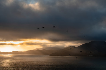 Pelicans at the Golden Hour