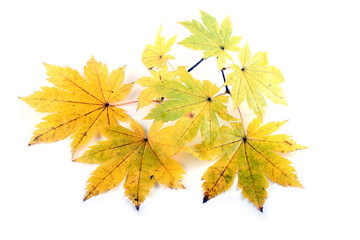 Autumn maple leaves