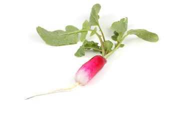 Obraz premium Radish