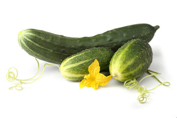 Cucumbers, flower and tendrils