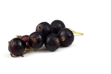 Cluster of black currant