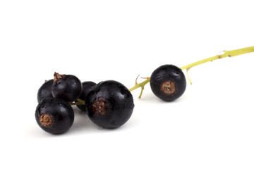Cluster of black currant