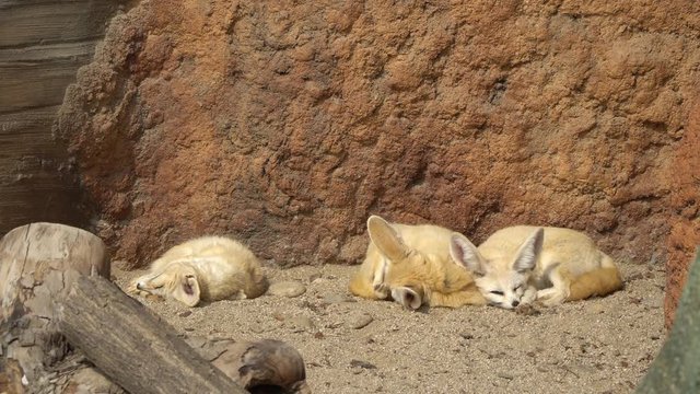Close-up of a Fennec fox (Vulpes zerda) sleeping under the sun in early spring in the zoo on rocky background