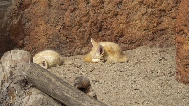 Fennec fox (Vulpes zerda) sleeping under the sun in early spring in the zoo on rocky background