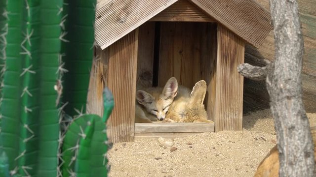 two  Fennec foxes (Vulpes zerda) sleeping in the wooden house under the sun in early spring in the zoo in South Korea