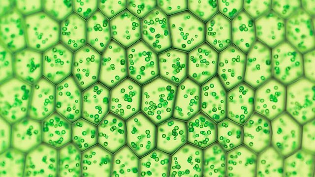 Generic green plant cells under a microscope. Seamless looping animation.