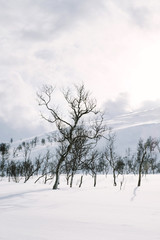 Winter trees in snowy countryside with sunlight peeking through clouds and lens flare 
