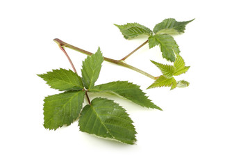 Fototapeta premium Blackberry leaves