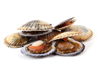 Opened and closed scallops © Alex Coan