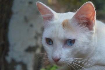 Beautiful Cat with blue eyes